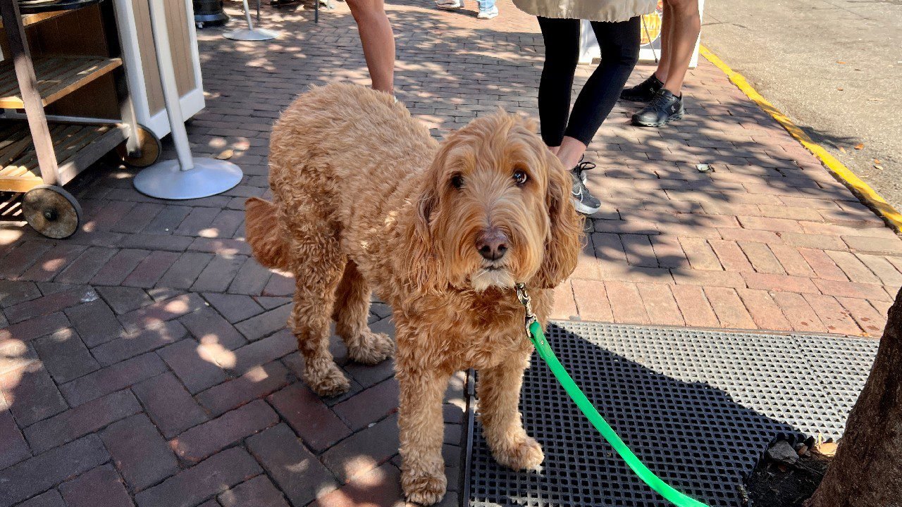 the Residence Inn Savannah Downtown Historic District is pet friendly