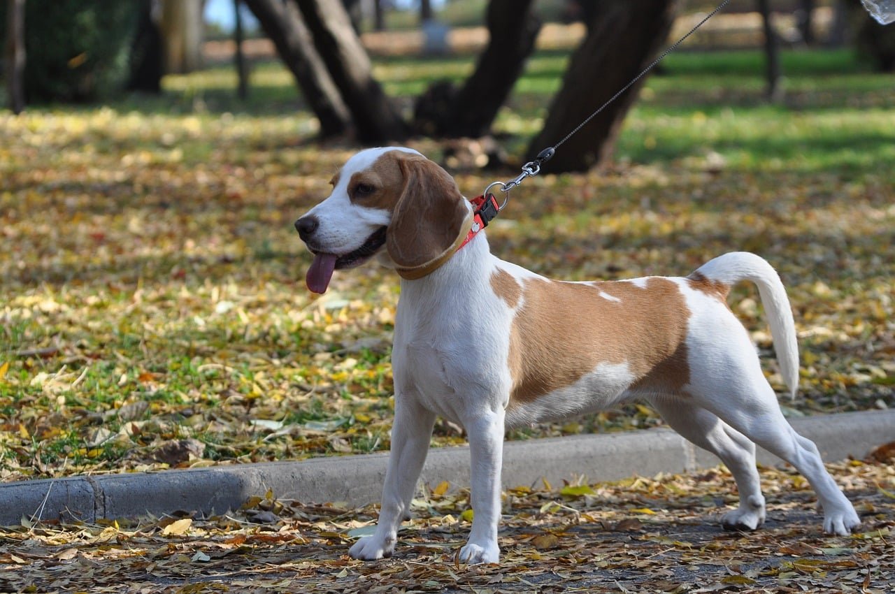 Pet friendly Hotel in Clermont Florida